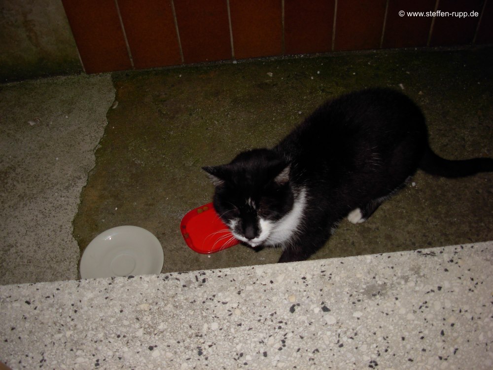 Katze