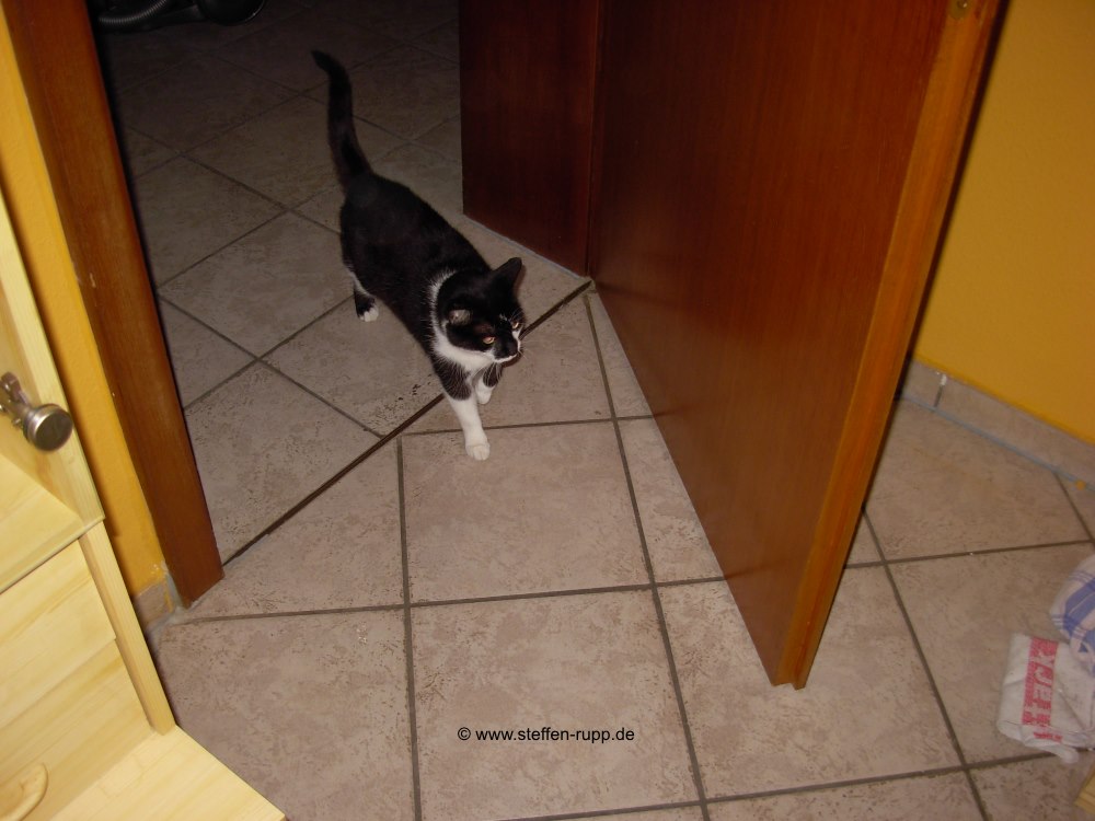Katze Teil 2