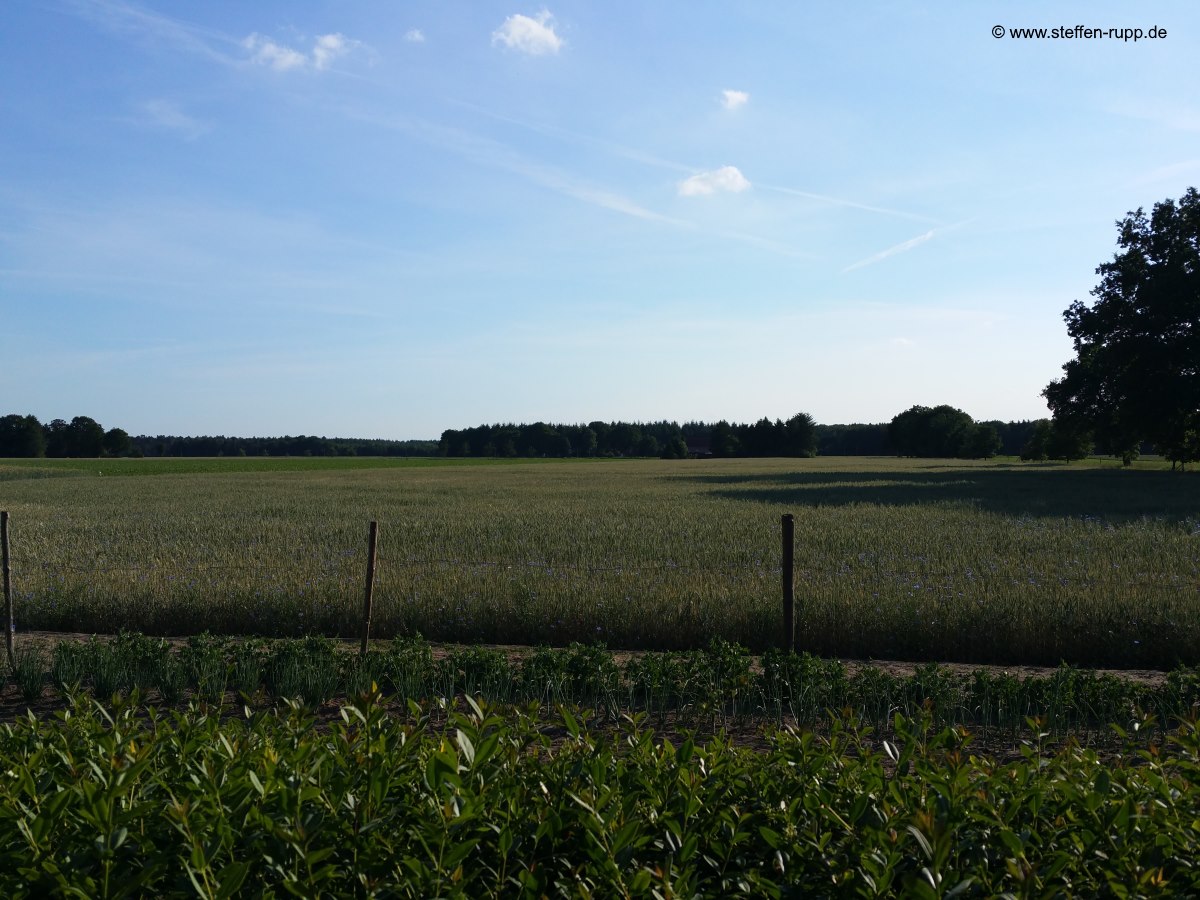 Wald und Wiese