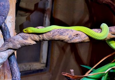 Grüne Mamba
