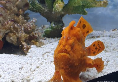 Frogfish