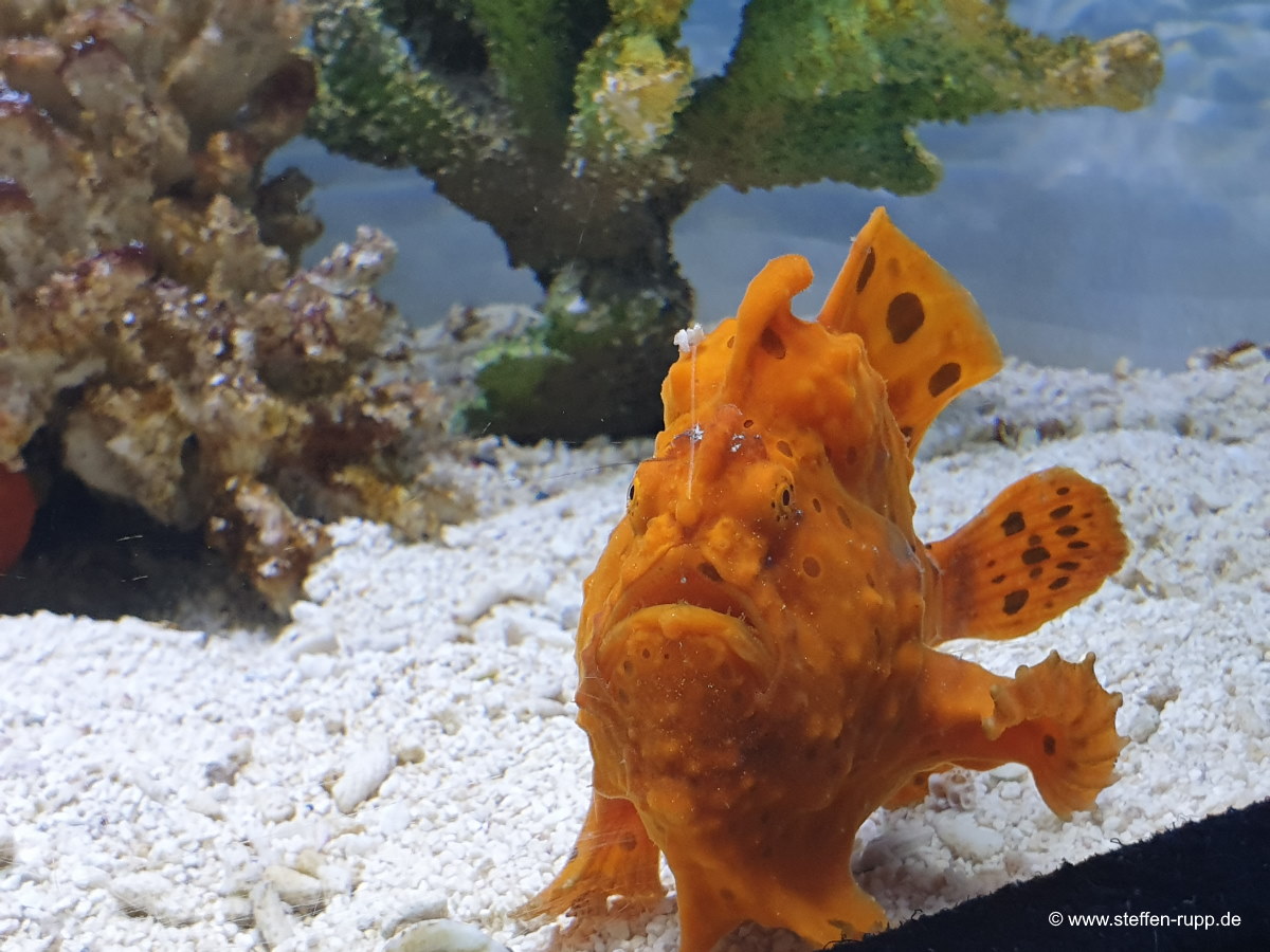 Frogfish