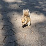 Companys Garden Eichhörnchen