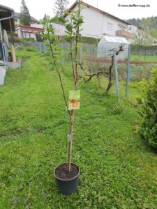 Apfelbaum Kaiser Wilhelm 1