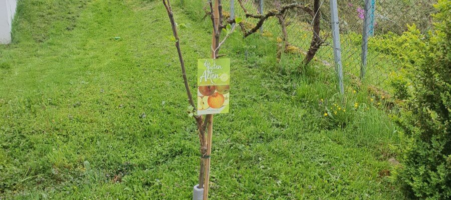 Apfelbaum Kaiser Wilhelm