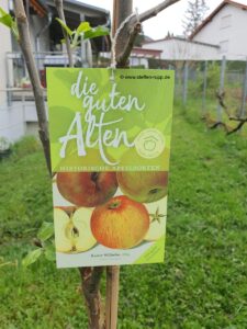 Apfelbaum Kaiser Wilhelm 2