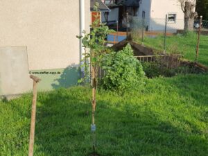Apfelbaum Kaiser Wilhelm 5