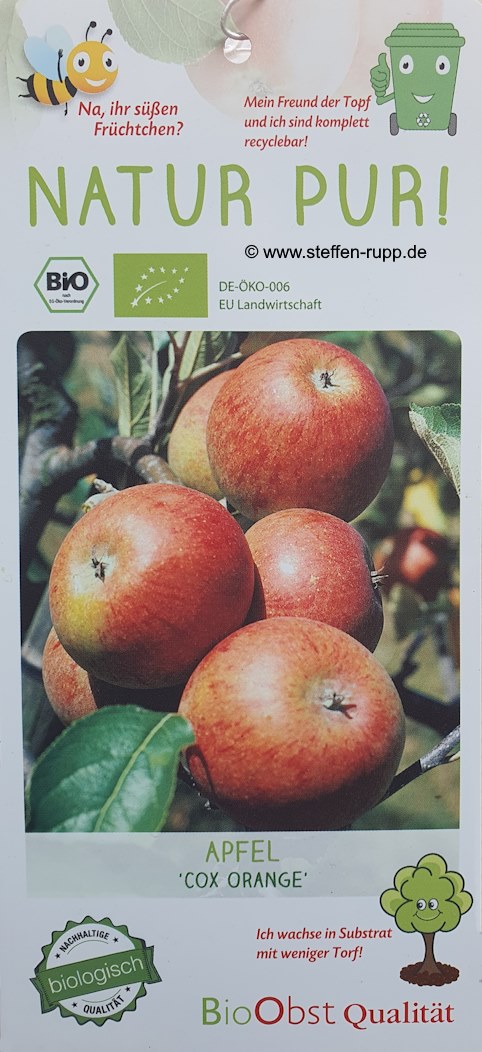 Apfelbaum Cox Orange