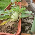 Kohlrabi im Blumenkasten