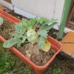 Kohlrabi im Blumenkasten 2