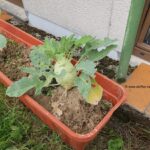 Kohlrabi im Blumenkasten 2