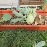 Kohlrabi abgeschnitten