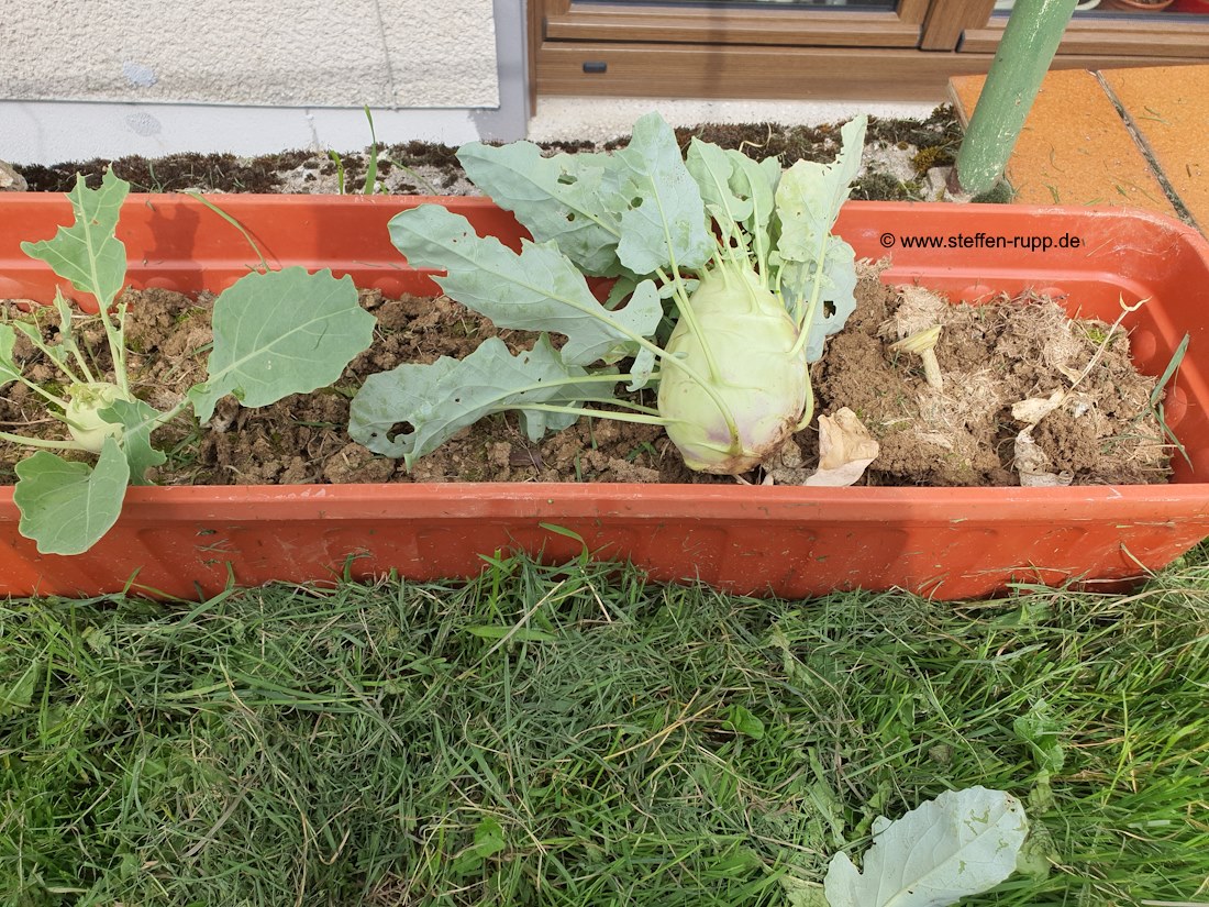 Kohlrabi