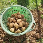 Ein Korb mit Kartoffeln