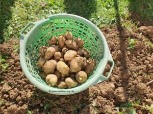 Korb mit Kartoffeln