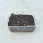 Bio Ingwer 01