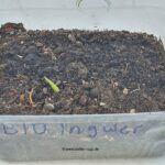 Bio Ingwer 02