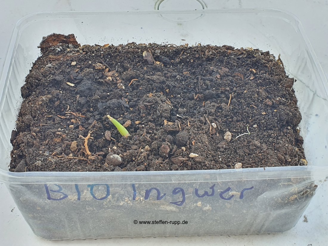Bio Ingwer