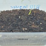 Bio Ingwer 04