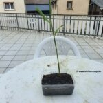 Bio Ingwer ist gewachsen