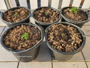 Chilipflanzen im Eimer