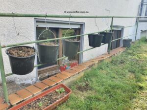 Chilis am Haken