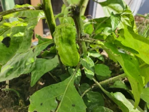 Chilis 2
