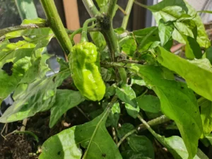 Chilis