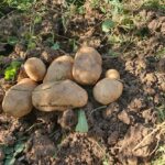 Erste Kartoffeln 2024