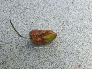 Vertrocknete Chili