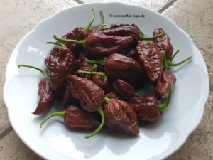 Chiliernte 2024
