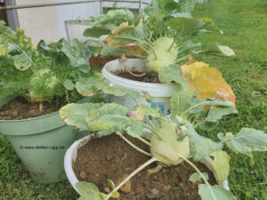 3 Kohlrabi