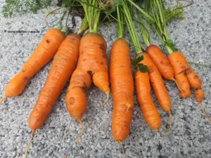 Karotten Ernte 2025
