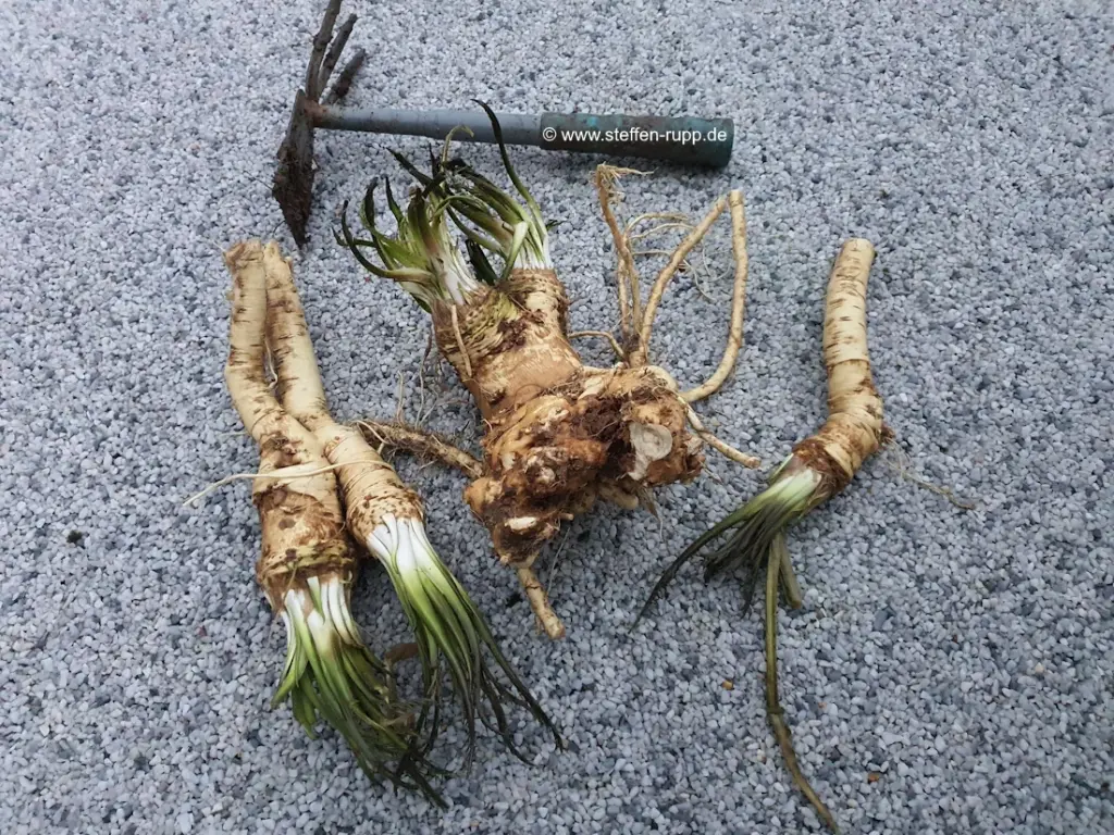 Meerrettich Ernte 2025