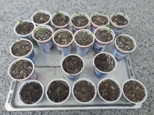 Chilis, Paprika und Tomaten 2 Chilis, Paprika und Tomaten 2