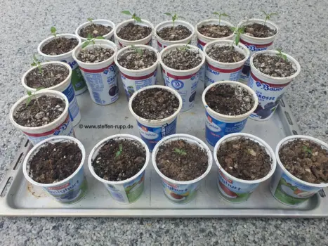 Meine Chilis, Paprika und Tomaten 2026