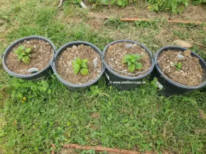 Chilipflanzen im 10 Liter Eimer