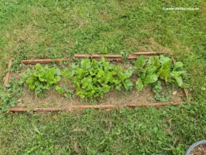 Mangold im Minibeet