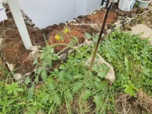 Blühende Tomaten