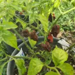 Meine Chilis 2026
