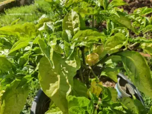 Carolina Reaper