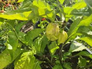 Carolina Reaper Carolina Reaper