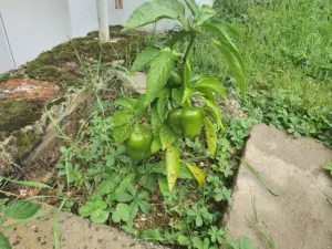 Grüne Paprika 2