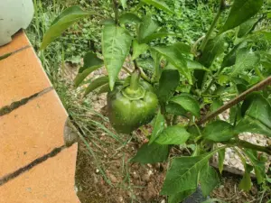 Grüne Paprika