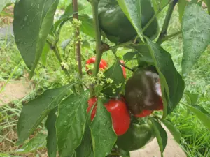 Rot grüne Paprika 2