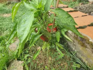 Rot grüne Paprika
