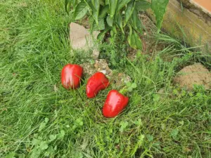 Rote Paprika