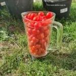 Tomatensaft