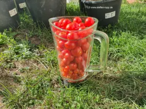 Tomaten im Behälter vom Mixer Tomaten im Behälter vom Mixer