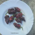 Big Brown Mama Chilis Ernte 2026